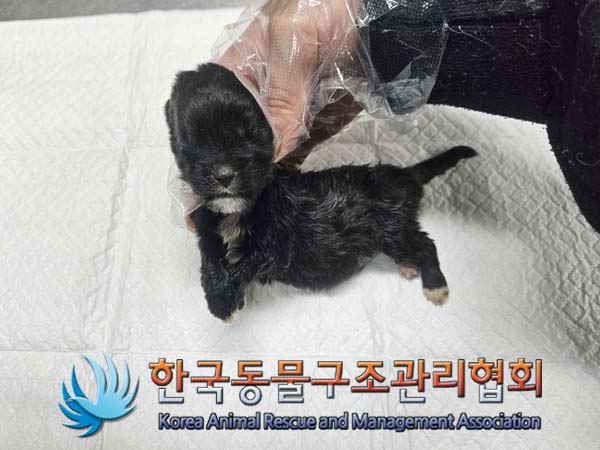 한국동물구조관리협회_441414202400027
